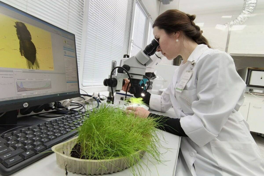 Выращенную в Казани экспериментальную партию газонной травы отправят в Саудовскую Аравию