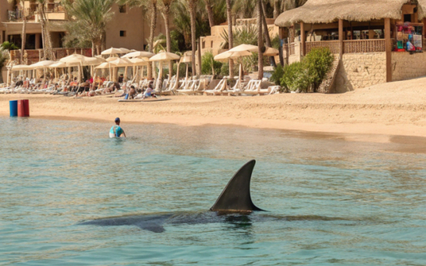 В Египте закрывают пляжи из-за нашествия акул