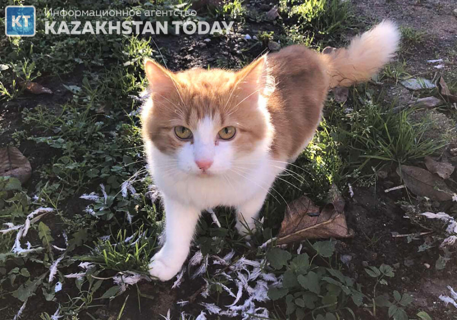 Казахстанцы запустили петицию против умерщвления бездомных животных