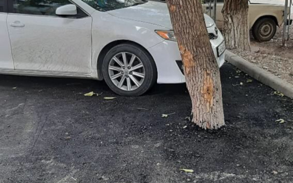 Народный репортер. Закатали деревья в асфальт