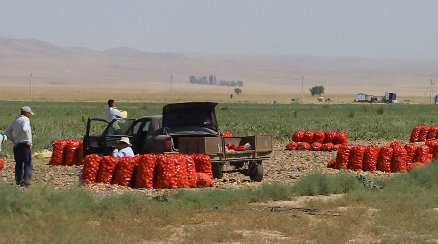 Картофельный кризис: на ровном месте!