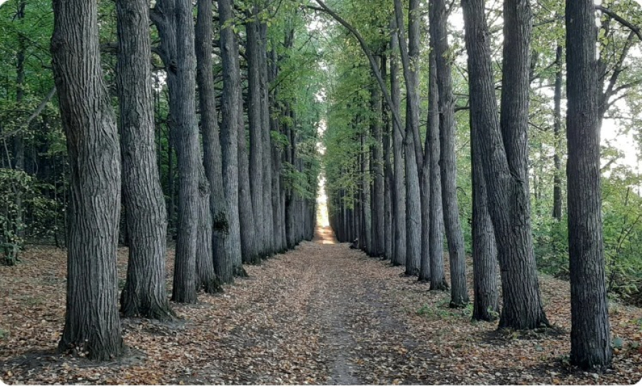 &laquo;Всего лишь деревья&raquo;: собственник оспаривает статус ОКН у парка усадьбы Паулуччи