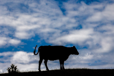 В Чувашии у скота обнаружили пастереллез. В регионе частично объявлен карантин