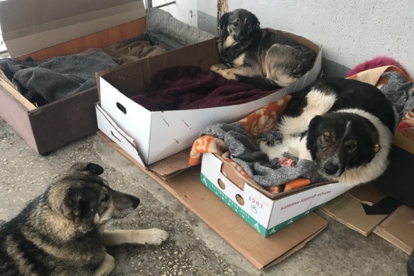 Госдума готовится ввести правило одного питомца на 18 &laquo;квадратов&raquo; квартиры