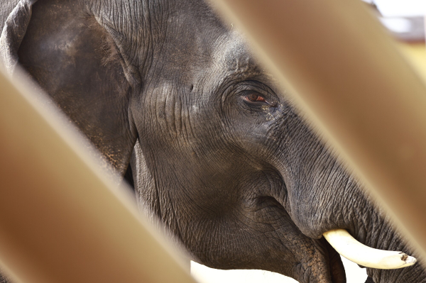 На Бали окончательно запретили кататься на слонах