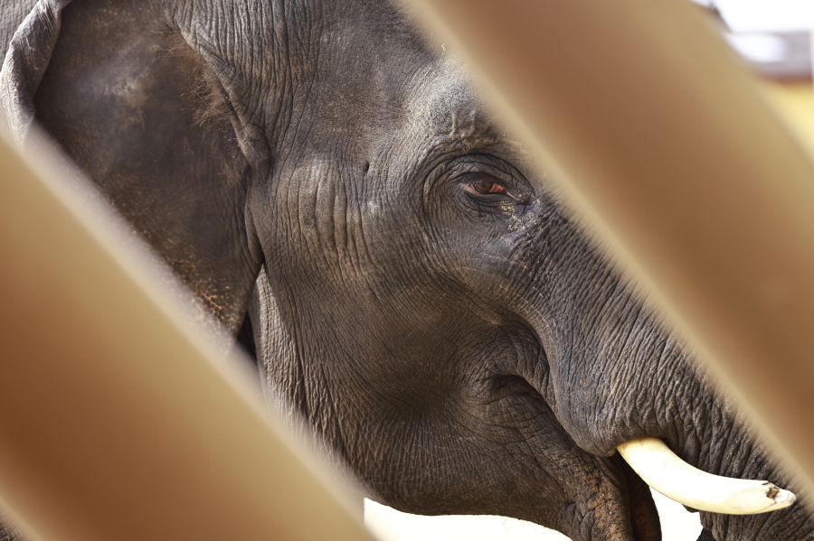 На Бали окончательно запретили кататься на слонах