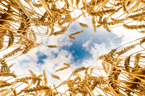 18,4 миллиона тонн зерна намолочено в Казахстане