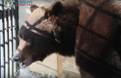 В Казанском зоопарке медведь Фома проснулся на месяц раньше обычного - видео