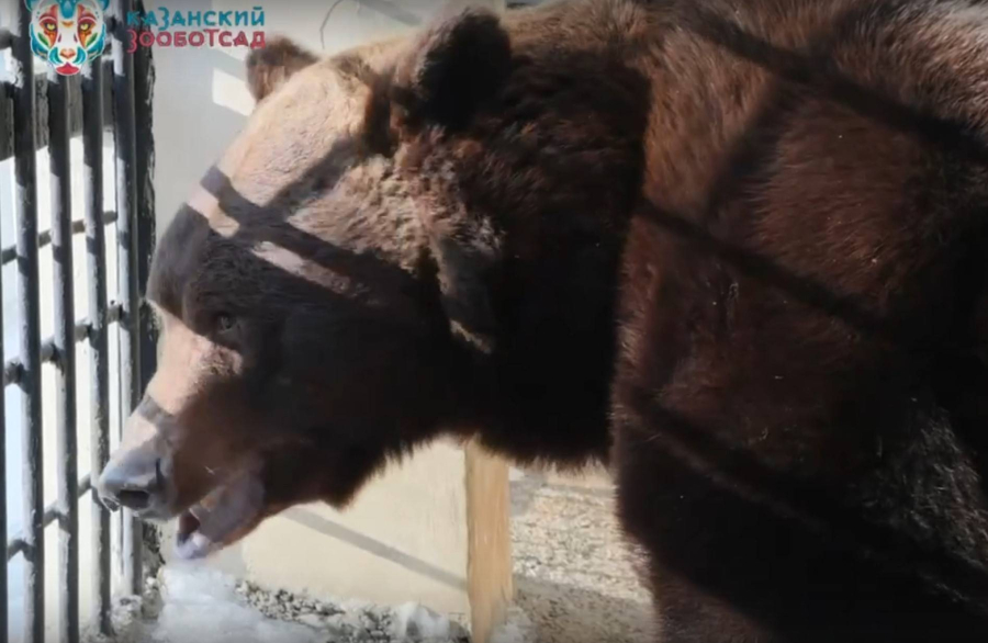 В Казанском зоопарке медведь Фома проснулся на месяц раньше обычного - видео