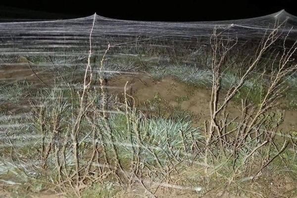 Необычный феномен заметили на побережье озера в Костанайской области