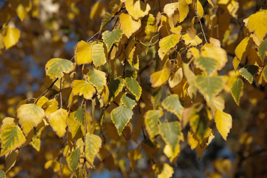 О погоде в Казахстане на 18-20 сентября рассказали синоптики