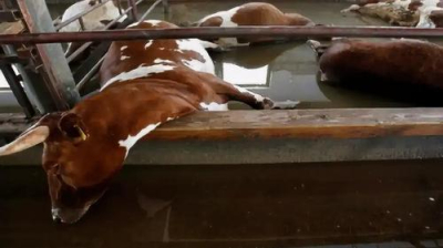 Перестраховка местной власти или игра в пользу агрокомплексов-гигантов? Мясо &laquo;позолотеет&raquo;?