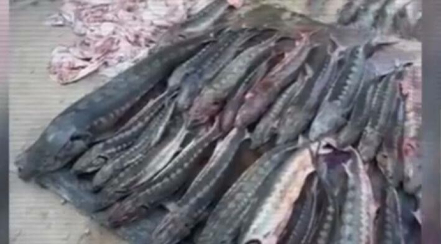 Более полутонны осетровой рыбы изъяли у мужчины в Мангистау