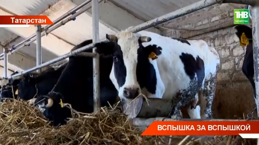Татарстан закупит ветпрепараты для диагностики опасных болезней животных на 3,5 млн рублей